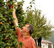 picking pears in the orchard