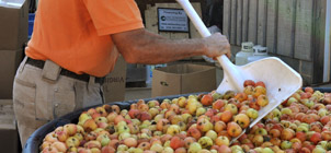 preparing apples for cider making