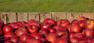 picked apples from the orchard