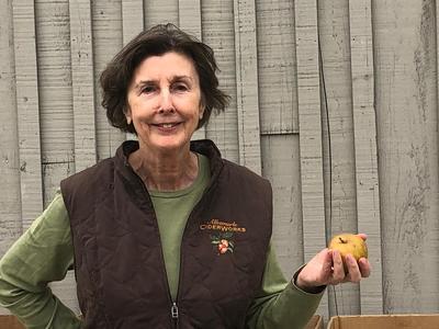 Credit RADIO IQ Owner Charlotte Shelton touts the taste of heritage apples.
