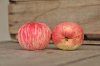 Fruit | Albemarle Ciderworks & Vintage Virginia Apples