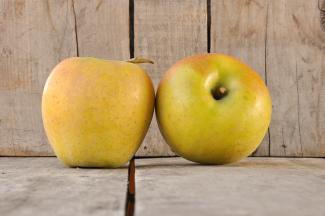 fruit albemarle ciderworks vintage virginia apples goldrush apple
