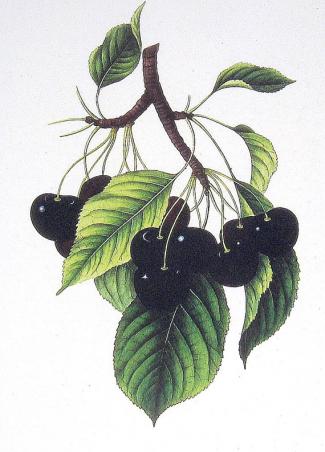 Fruit Albemarle Ciderworks Vintage Virginia Apples