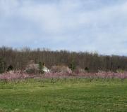 The peach bloom, early April 2013