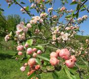 The Charlotte Crabapple in flower