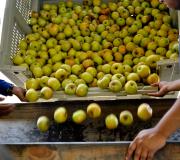 Apples going into the hopper for sorting, then on to the elevator...