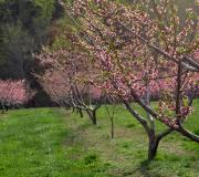 The peach bloom is especially impressive