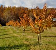 Autumn at Rural Ridge Orchard