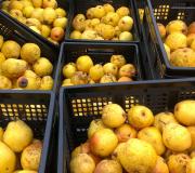 Pears