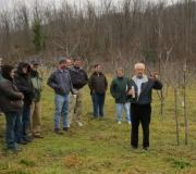 pruning apple trees