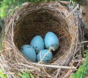 Chipping Sparrow nest in May- right outside our tasting room door!