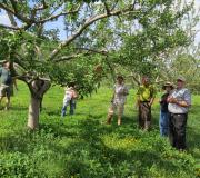 A cider toast for orchard health