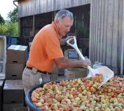 Culling the apples