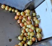 Hewes Crabapples at the start of the cidermaking process