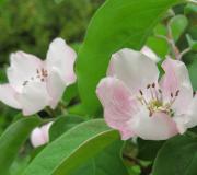 Quince blossoms in late April