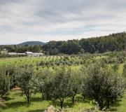 View from the northwest side of the orchard