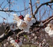 Apricot blooms in March
