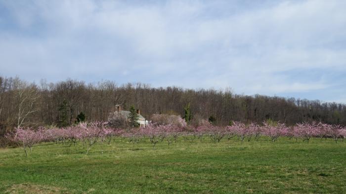 The peach bloom, early April 2013