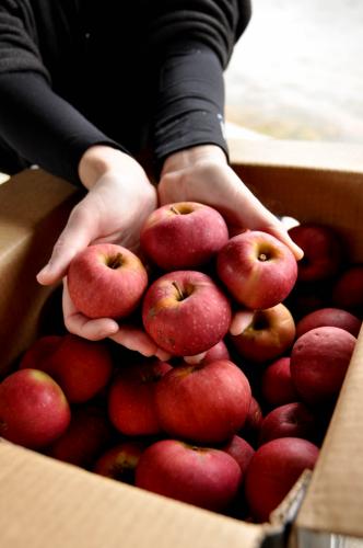 Winesap apples are wonderful for so many applications.