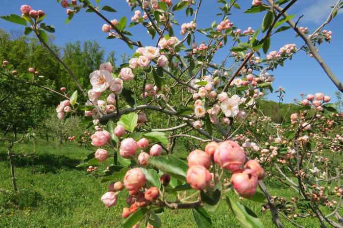 The Charlotte Crabapple in flower