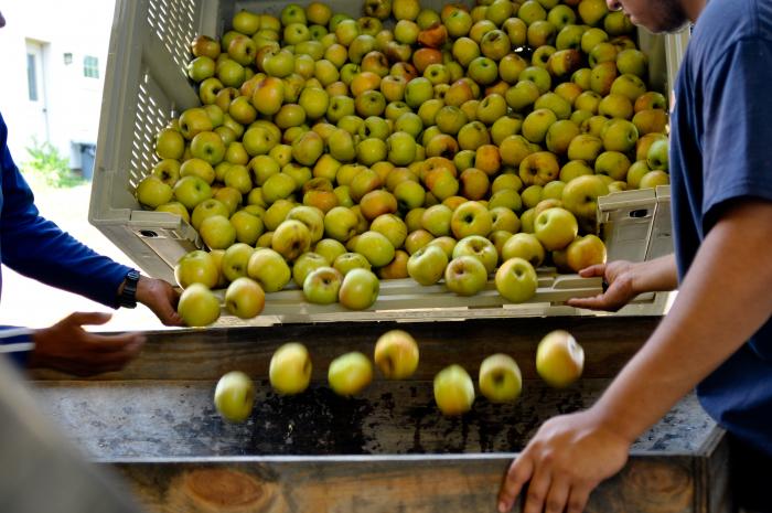 Apples going into the hopper for sorting, then on to the elevator...