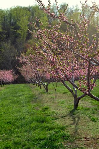 The peach bloom is especially impressive