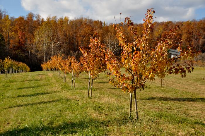 Autumn at Rural Ridge Orchard