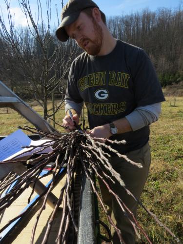 Thomas carefully labels some scion wood