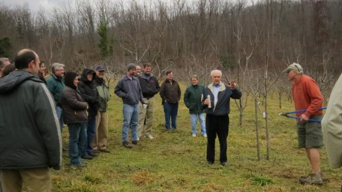 pruning apple trees