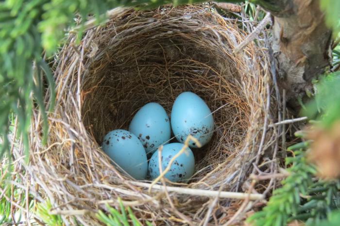 Chipping Sparrow nest in May- right outside our tasting room door!