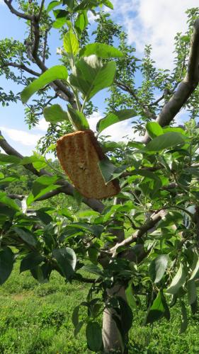 Toast to attract beneficent spirits...or squirrel food?