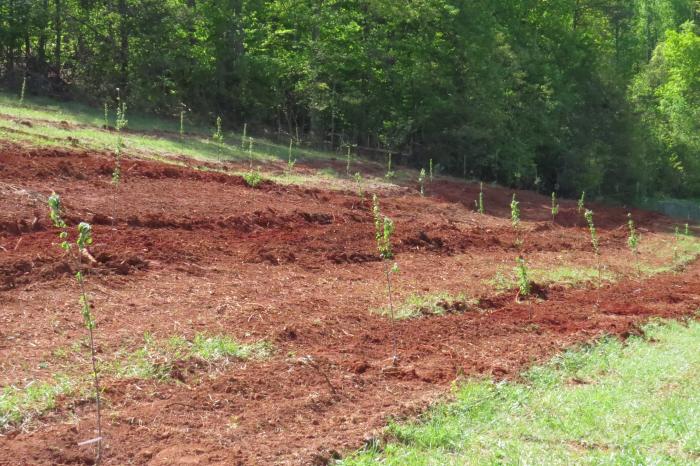 The new cider orchard