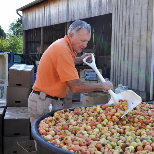 Culling the apples