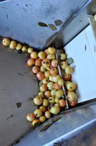 Hewes Crabapples at the start of the cidermaking process