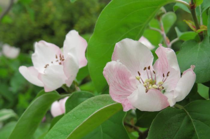 Quince blossoms in late April