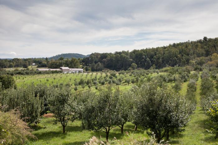 View from the northwest side of the orchard