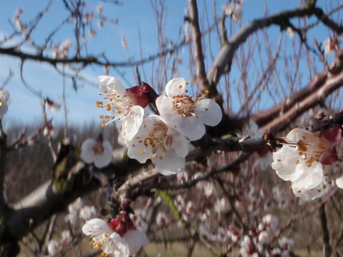 Apricot blooms in March