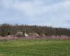 The peach bloom, early April 2013