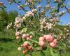 The Charlotte Crabapple in flower