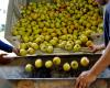 Apples going into the hopper for sorting, then on to the elevator...