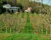 Apple trees in bloom