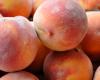 Tree-ripened peaches are hard to beat