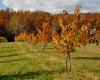 Autumn at Rural Ridge Orchard