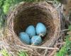 Chipping Sparrow nest in May- right outside our tasting room door!