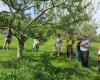 A cider toast for orchard health