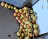 Hewes Crabapples at the start of the cidermaking process