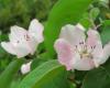 Quince blossoms in late April