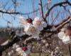 Apricot blooms in March