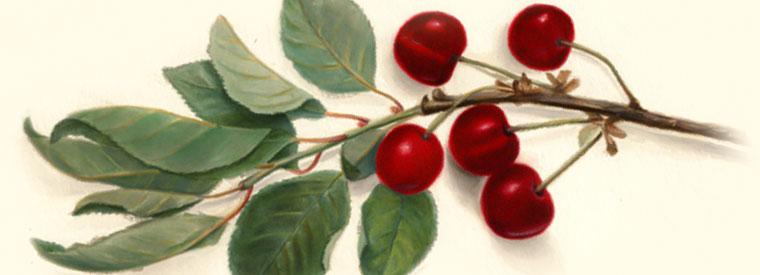 Cherry Varieties Albemarle Ciderworks Vintage Virginia Apples